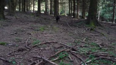 Küçük siyah köpek orman zeminindeki bir kokuyu takip ediyor. Yüksek kalite 4k görüntü