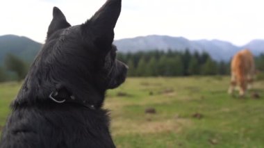 Gün batımında kırsalda küçük siyah bir köpeğin etrafını sarın. Yüksek kalite 4k görüntü