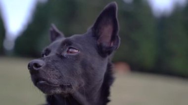 Gün batımında kırsalda küçük siyah bir köpeğin etrafını sarın. Yüksek kalite 4k görüntü