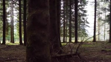 Yeşillik ormandaki ağaçların arasında ilerleyen bir kamera. Yüksek kalite 4k görüntü