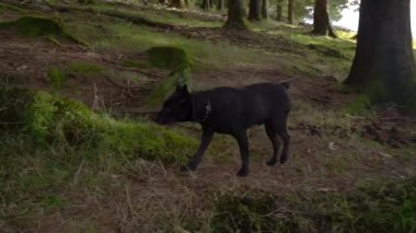 Küçük siyah köpek orman zeminindeki bir kokuyu takip ediyor. Yüksek kalite 4k görüntü