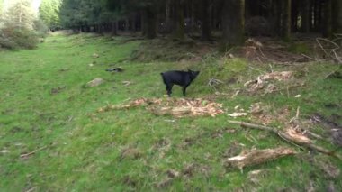 Küçük siyah köpek orman zeminindeki bir kokuyu takip ediyor. Yüksek kalite 4k görüntü