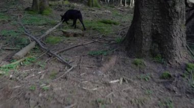 Küçük siyah köpek orman zeminindeki bir kokuyu takip ediyor. Yüksek kalite 4k görüntü