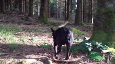 Küçük siyah köpek orman zeminindeki bir kokuyu takip ediyor. Yüksek kalite 4k görüntü