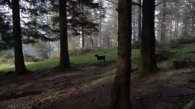 Küçük siyah köpek orman zeminindeki bir kokuyu takip ediyor. Yüksek kalite 4k görüntü