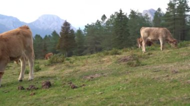 Bask bölgesindeki yeşil bir arazide ot yiyen inek. Yüksek kalite 4k görüntü