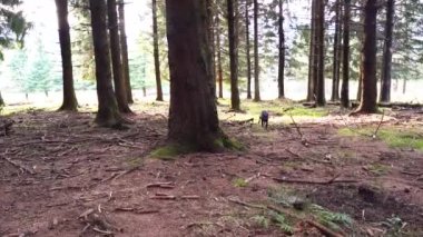 Yeşillik ormandaki ağaçların arasında ilerleyen bir kamera. Yüksek kalite 4k görüntü