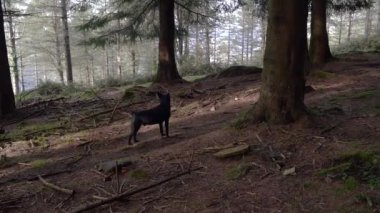 Küçük siyah köpek orman zeminindeki bir kokuyu takip ediyor. Yüksek kalite 4k görüntü