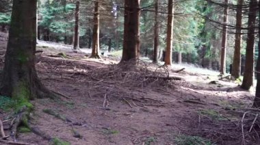 Yeşillik ormandaki ağaçların arasında ilerleyen bir kamera. Yüksek kalite 4k görüntü