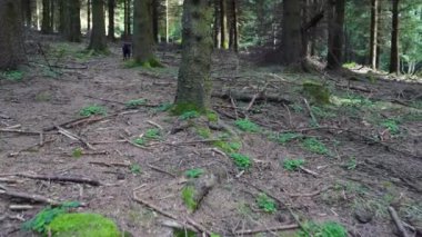 Küçük siyah köpek orman zeminindeki bir kokuyu takip ediyor. Yüksek kalite 4k görüntü