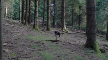 Küçük siyah köpek orman zeminindeki bir kokuyu takip ediyor. Yüksek kalite 4k görüntü