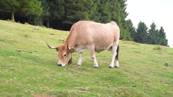 Αγελάδα Τρώει Γρασίδι Ένα Πράσινο Χωράφι Στη Χώρα Των Βάσκων — Αρχείο Βίντεο