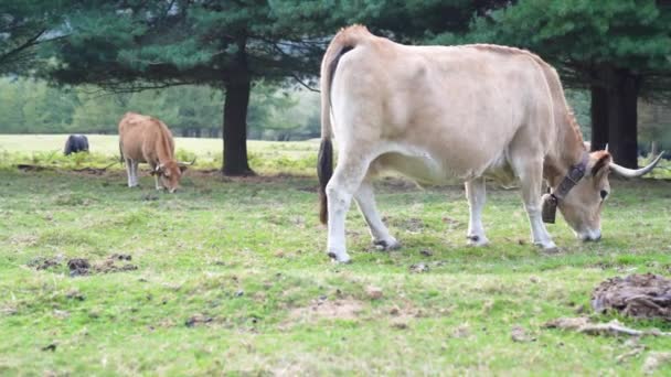 Kuh Frisst Gras Auf Einer Grünen Wiese Baskenland Hochwertiges Filmmaterial — Stockvideo