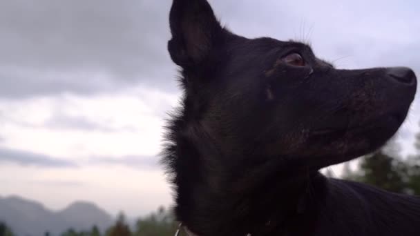 Κοντινό Πλάνο Ενός Μικρού Μαύρου Σκύλου Στην Εξοχή Ηλιοβασίλεμα Υψηλής — Αρχείο Βίντεο