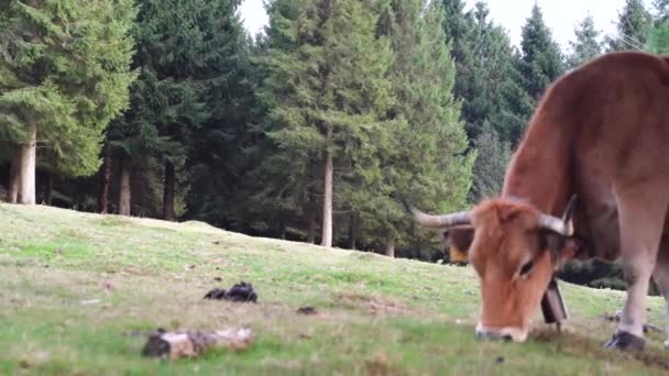 Äter Gräs Ett Grönt Fält Baskien Högkvalitativ Film — Stockvideo