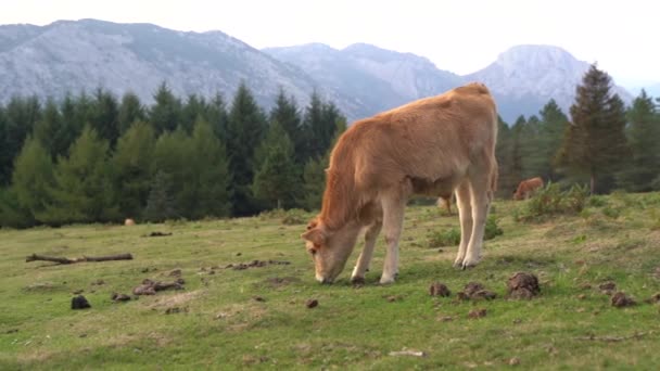 Kuh Frisst Gras Auf Einer Grünen Wiese Baskenland Hochwertiges Filmmaterial — Stockvideo