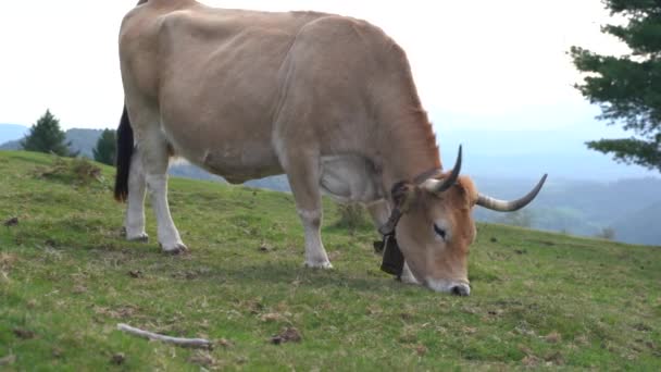 在巴斯克地区的绿地里吃草的奶牛 高质量的4K镜头 — 图库视频影像