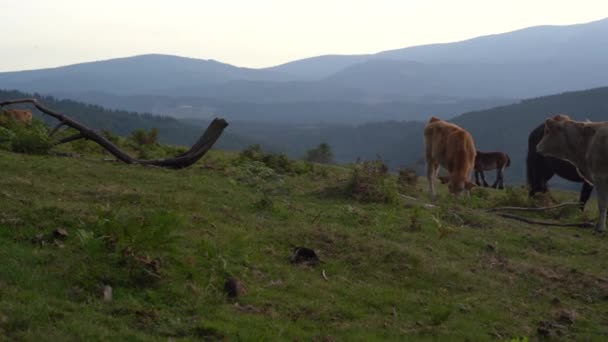 Vaca Que Come Hierba Campo Verde País Vasco Imágenes Alta — Vídeo de stock