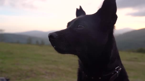 Zblízka Malý Černý Pes Venkově Při Západu Slunce Vysoce Kvalitní — Stock video
