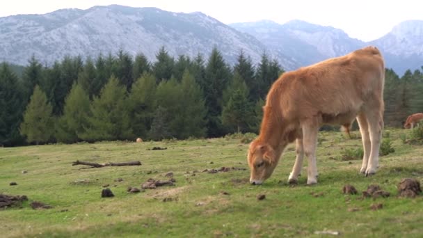 Vache Mangeant Herbe Dans Champ Vert Pays Basque Images Haute — Video