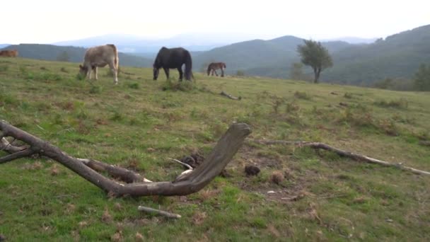 Tehén Füvet Eszik Egy Zöld Mezőn Baszkföldön Kiváló Minőségű Felvételek — Stock videók