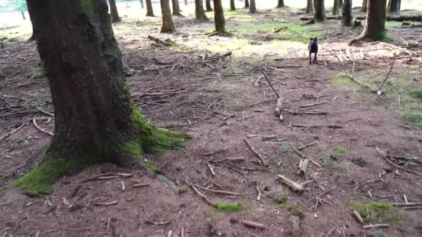 Kleiner Schwarzer Hund Folgt Einem Spurengeruch Waldboden Hochwertiges Filmmaterial — Stockvideo