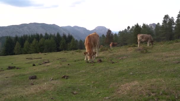 Vaca Que Come Hierba Campo Verde País Vasco Imágenes Alta — Vídeo de stock