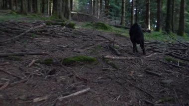 Küçük siyah köpek orman zeminindeki bir kokuyu takip ediyor. Yüksek kalite 4k görüntü