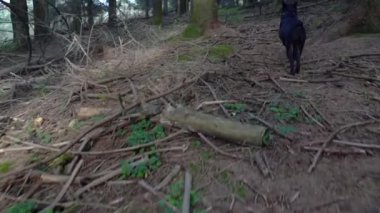 Küçük siyah köpek orman zeminindeki bir kokuyu takip ediyor. Yüksek kalite 4k görüntü