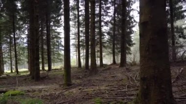 Yeşillik ormandaki ağaçların arasında ilerleyen bir kamera. Yüksek kalite 4k görüntü
