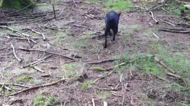 Küçük siyah köpek orman zeminindeki bir kokuyu takip ediyor. Yüksek kalite 4k görüntü