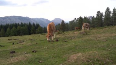 Bask bölgesindeki yeşil bir arazide ot yiyen inek. Yüksek kalite 4k görüntü