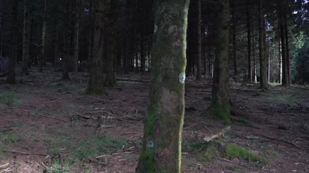 Kamera Bergerak Maju Melalui Pohon Pohon Hutan Lebat Rekaman Berkualitas — Stok Video