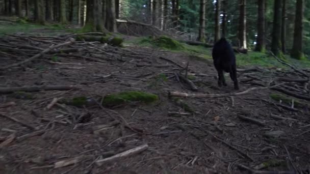 Kis Fekete Kutya Követi Nyomszagot Erdő Talaján Kiváló Minőségű Felvételek — Stock videók