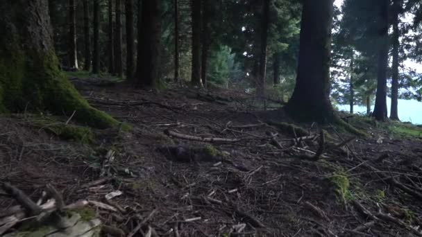 Caméra Avançant Travers Les Arbres Dans Une Forêt Luxuriante Images — Video