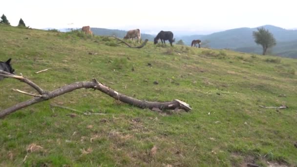 Vaca Que Come Hierba Campo Verde País Vasco Imágenes Alta — Vídeo de stock