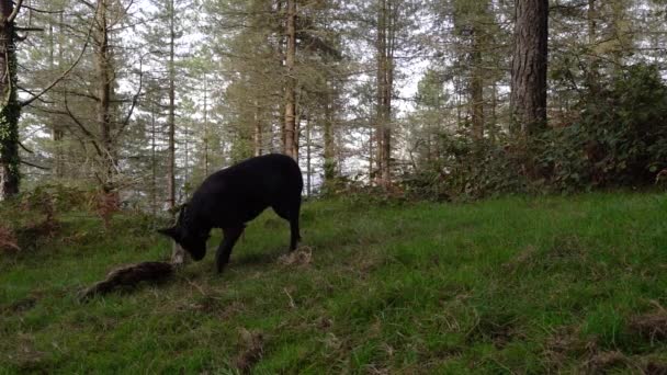 Perro Negro Siguiendo Rastro Olor Suelo Del Bosque Imágenes Alta — Vídeos de Stock