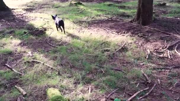 Kleine Zwarte Hond Volgt Een Spoorgeur Bosgrond Hoge Kwaliteit Beeldmateriaal — Stockvideo