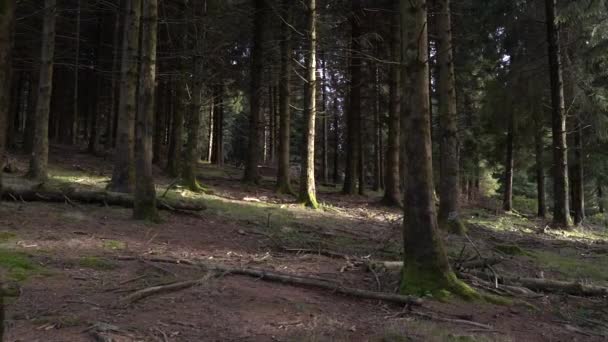 Câmera Avançando Através Das Árvores Uma Floresta Exuberante Imagens Alta — Vídeo de Stock