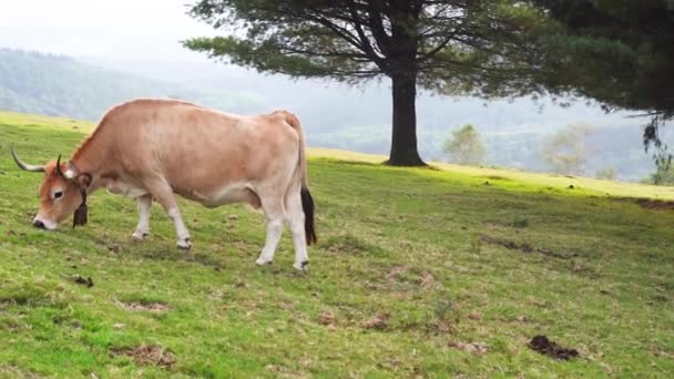 Kuh Frisst Gras Auf Einer Grünen Wiese Baskenland Hochwertiges Filmmaterial — Stockvideo