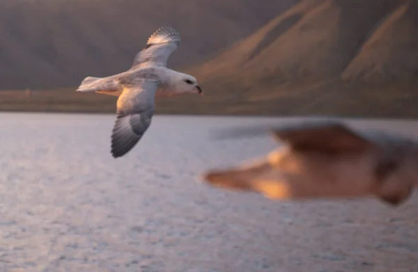 Norveç 'in Svalbard adalarında gün batımında uçan martılar. Yüksek kalite fotoğraf