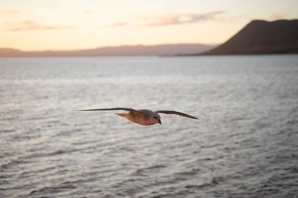 Norveç 'in Svalbard adalarında gün batımında uçan martılar. Yüksek kalite fotoğraf
