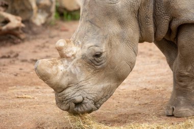 Gergedan, hayvan yemliğinde ot yiyor. Yüksek kalite fotoğraf