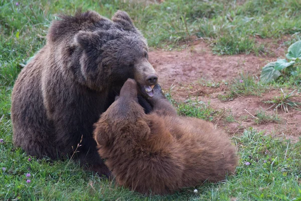 Bruine Beer Moeder Kind Spelen Het Gras Hoge Kwaliteit Foto — Stockfoto