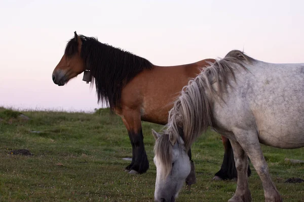 Eine Gruppe Von Pferden Die Auf Einer Grünen Weide Baskenland — Stockfoto