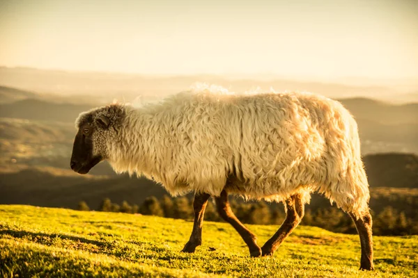 Schafe Fressen Gras Den Bergen Bei Sonnenuntergang Hochwertiges Foto — Stockfoto