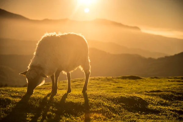 Πρόβατα Τρώνε Γρασίδι Στα Βουνά Ηλιοβασίλεμα Υψηλής Ποιότητας Φωτογραφία — Φωτογραφία Αρχείου