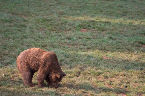 Brown Bear Walking Grass Cabarceno Natural Park Cantabria Spain High — Stock Photo, Image