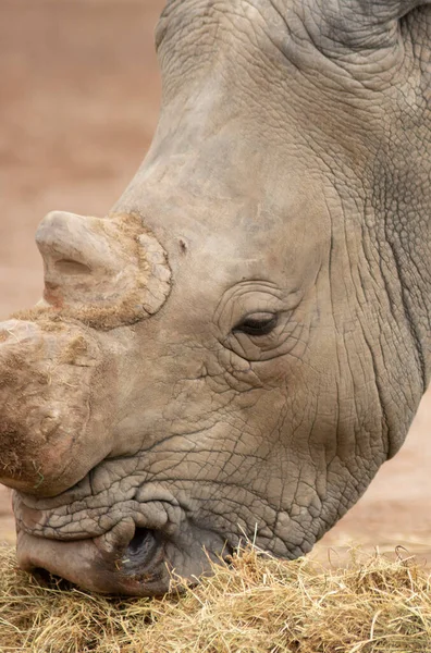 Rinoceronte Comiendo Hierba Una Reserva Animales Foto Alta Calidad — Foto de Stock