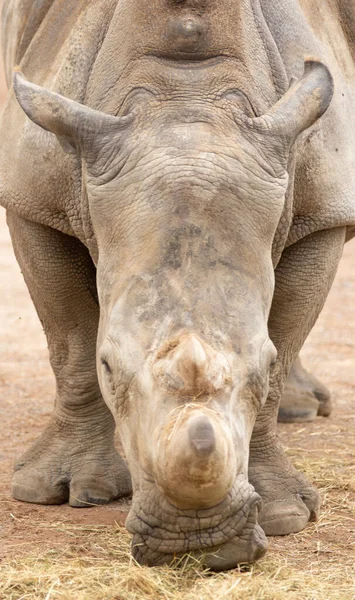 Nashorn Frisst Gras Einem Tierpark Hochwertiges Foto — Stockfoto